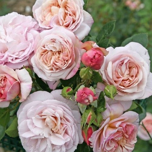 Gärtnerei - Rosa Herkules ® - gelb - violett - nostalgische rosen - stark duftend - W. Kordes & Sons - -